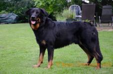 Onyx du Spero Patronum