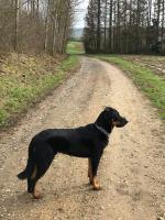 Elevage du Spero Patronum