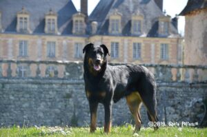 Spero Patronum élevage du beauceron