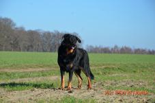 Onyx du Spero Patronum
