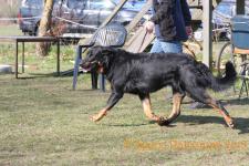 Onyx du Spero Patronum