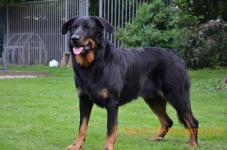 Onyx du Spero Patronum