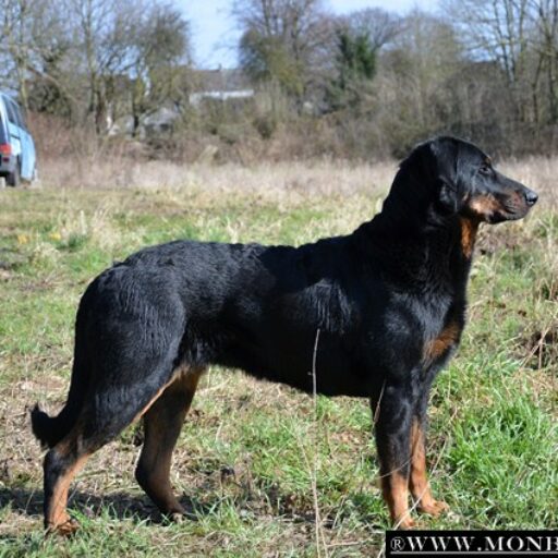 Spero Patronum