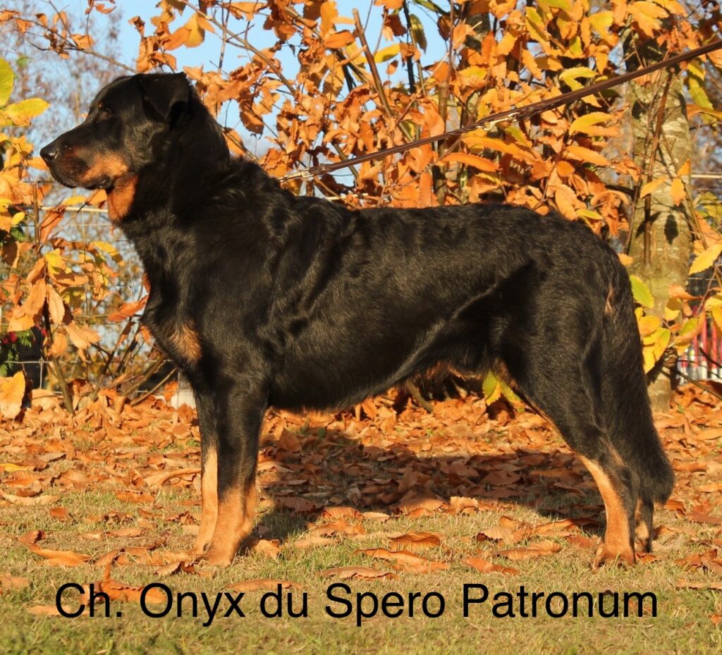 Onyx du Spero Patronum